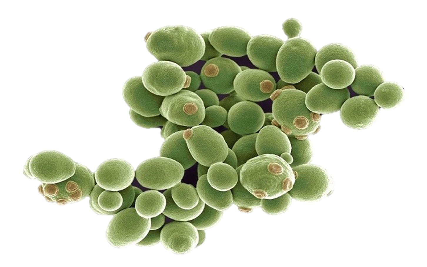 Nảy chồi ở nấm men Saccharomyces cerevisiae ​​